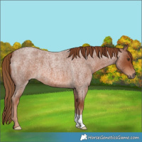 Horse Color:Red Roan 