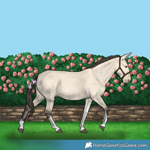 Horse Color:Buckskin Dun Tobiano 