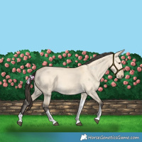 Horse Color:Buckskin Dun Tobiano 