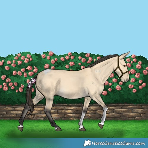 Horse Color:Buckskin Dun Tobiano 