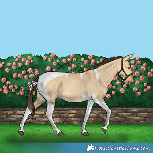 Horse Color:Buckskin Dun Tobiano 