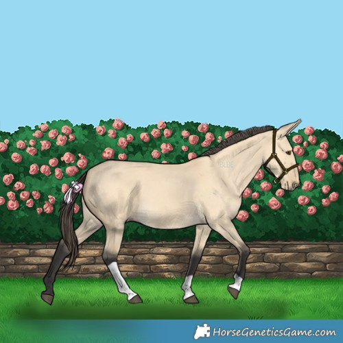 Horse Color:Buckskin Dun Tobiano 