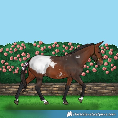 Horse Color:Bay Snowcap 