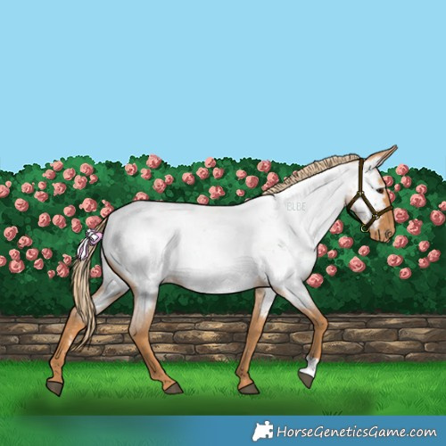 Horse Color:Red Roan Near Fewspot