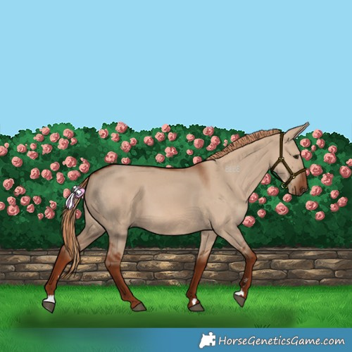Horse Color:Red Dun 