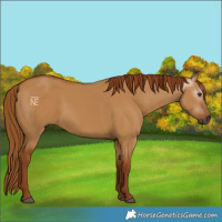 Horse Color:Gray Red Dun