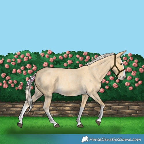 Horse Color:Palomino Roan Splash