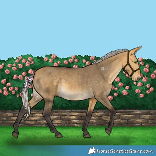 Horse Color:Silver Buckskin Dun 