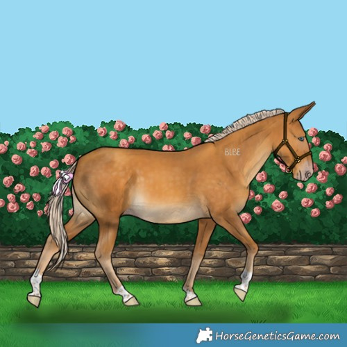 Horse Color:Gray Gold Cream Champagne Tobiano 