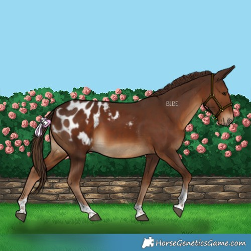 Horse Color:Gray Chestnut Tobiano Blanket 