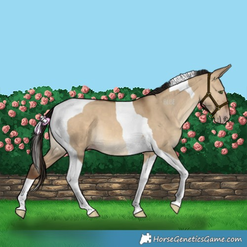 Horse Color:Gray Amber Champagne Dun Tobiano 