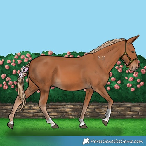 Horse Color:Chestnut Tobiano