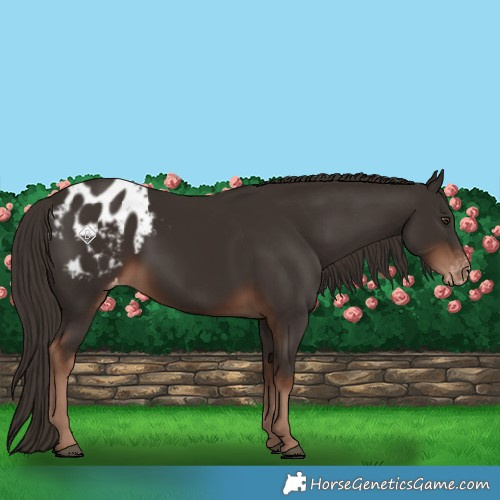 Horse Color:Liver Chestnut Blanket 
