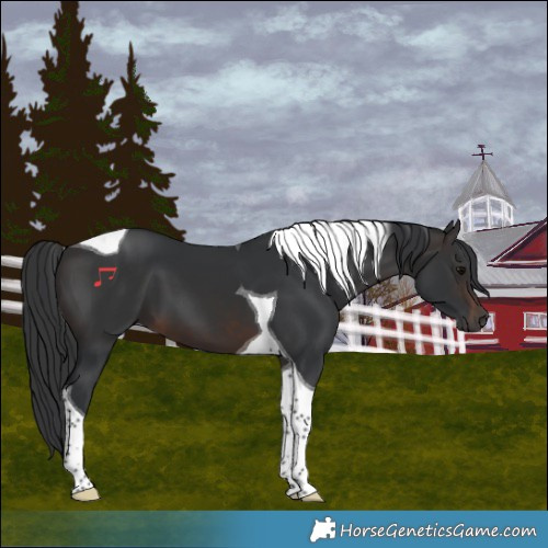 Horse Color:Brown Tobiano 