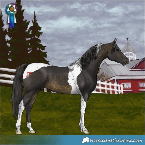 Horse Color:Buckskin Tobiano 