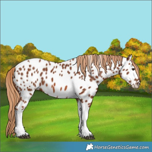 Horse Color:Chestnut Tobiano Near Leopard 
