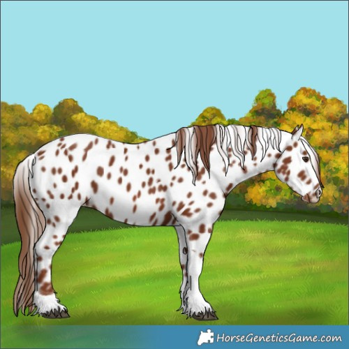 Horse Color:Chestnut Tobiano Appaloosa