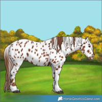 Horse Color:Chestnut Tobiano Appaloosa