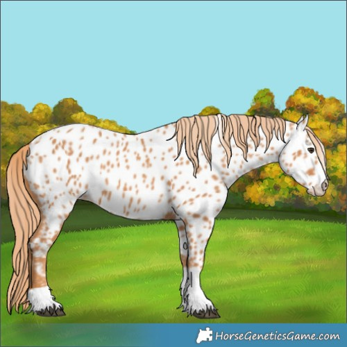 Horse Color:Chestnut Tobiano Appaloosa