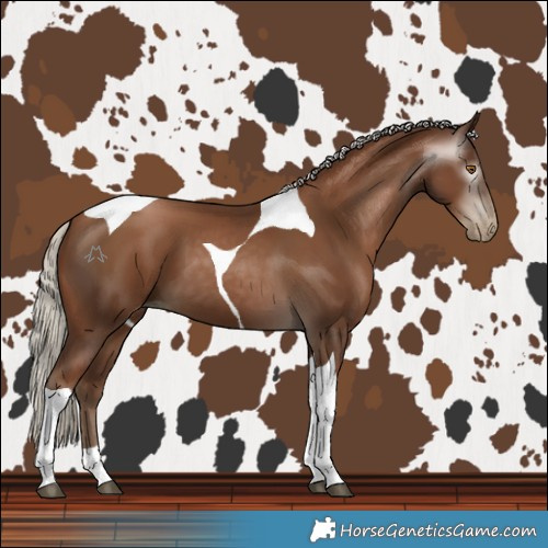 Horse Color:Gray Silver Black Pearl Tobiano