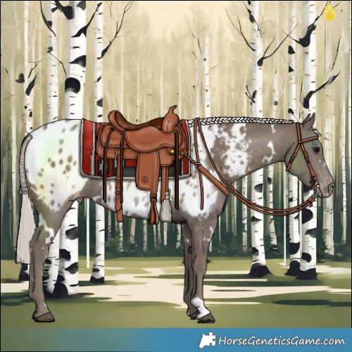 Horse Color:White Spotted Silver Black Near Leopard 
