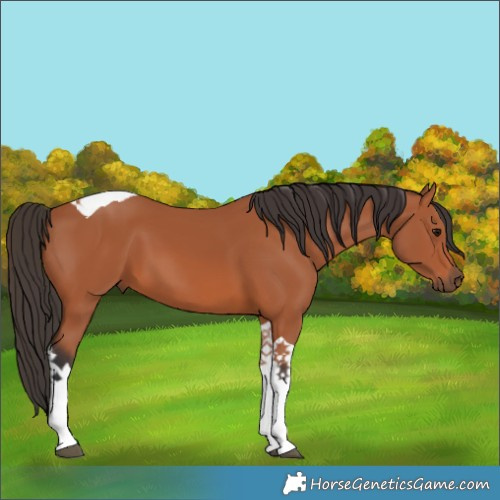 Horse Color:Bay Tobiano