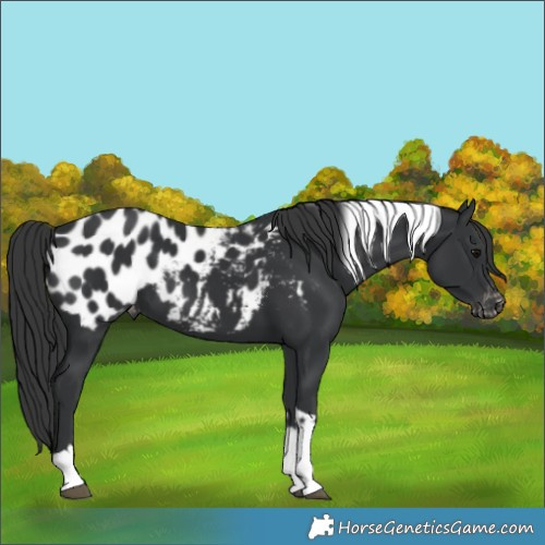 Horse Color:Black Tobiano Blanket