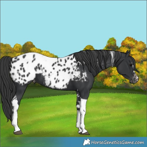 Horse Color:Black Tobiano Blanket 