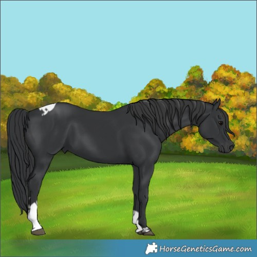 Horse Color:Black Tobiano