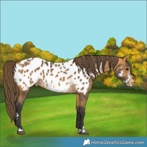 Horse Color:Buckskin Frame Near Leopard 
