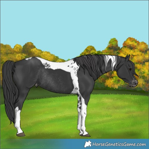 Horse Color:Black Tobiano Varnish Rabicano 