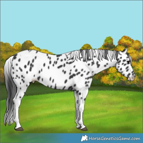 Horse Color:Black Tobiano Leopard