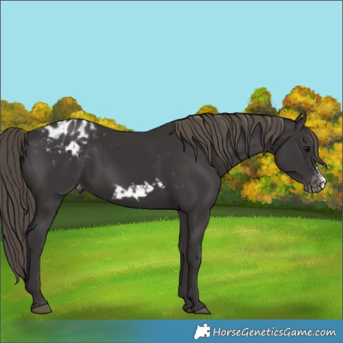 Horse Color:Smoky Black Frame Blanket 