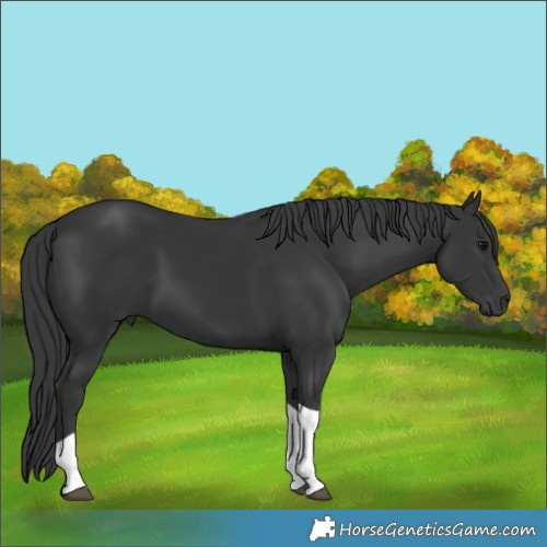 Horse Color:Black Tobiano 