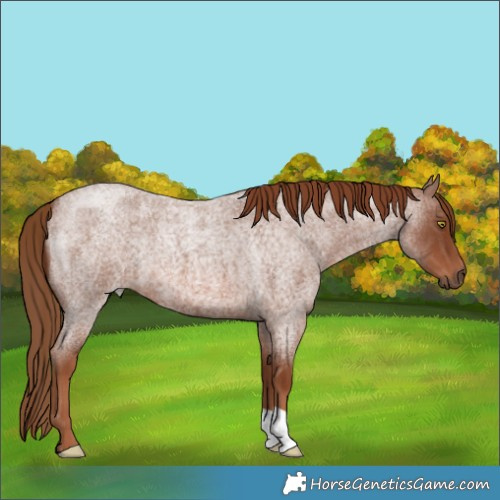 Horse Color:Red Roan