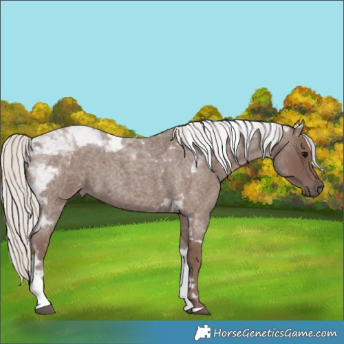 Horse Color:Silver Blue Roan Tobiano 