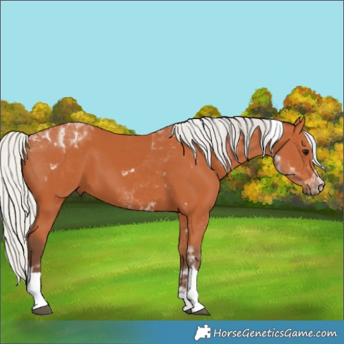 Horse Color:Silver Bay Tobiano 