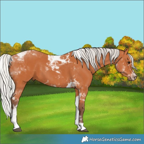 Horse Color:Silver Bay Tobiano