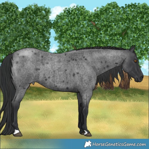 Horse Color:Blue Roan 