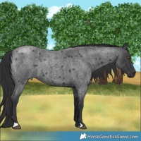 Horse Color:Blue Roan 