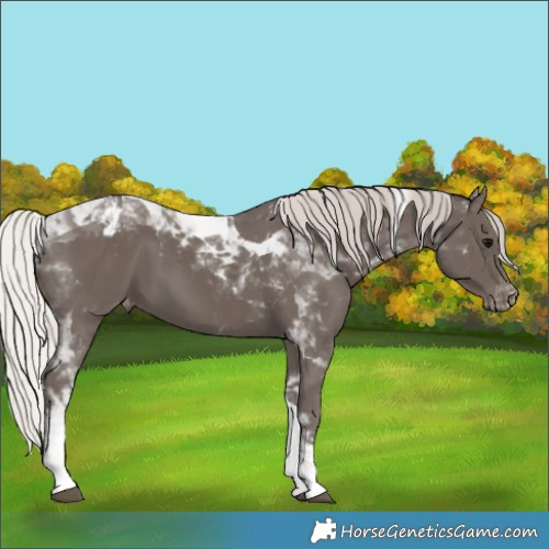 Horse Color:Silver Black Tobiano Varnish 