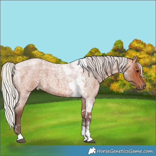 Horse Color:Silver Bay Roan Tobiano 