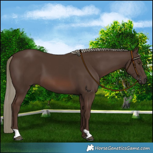 Horse Color:Liver Chestnut Mushroom 
