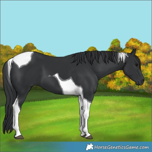 Horse Color:Black Tobiano 