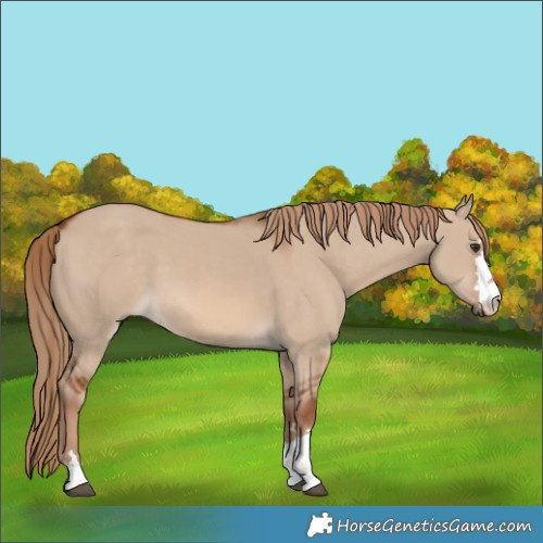 Horse Color:Red Dun 