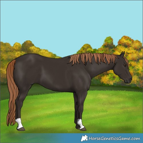 Horse Color:Liver Chestnut