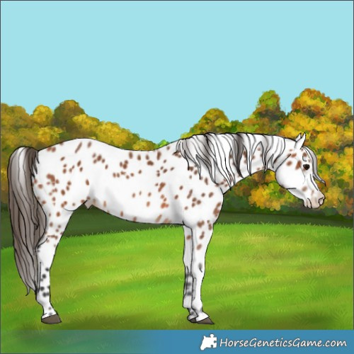 Horse Color:Bay Leopard 