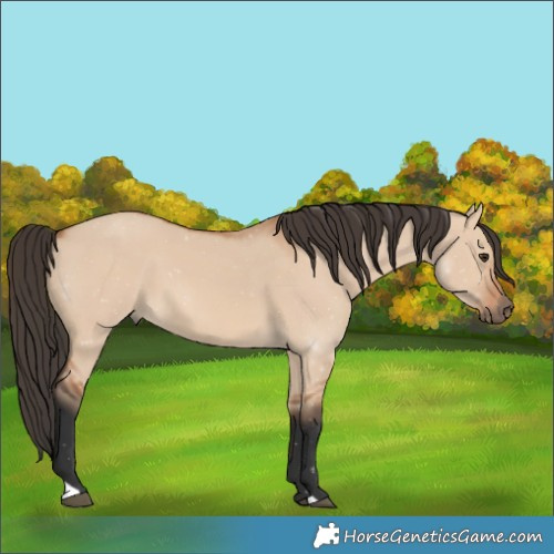 Horse Color:Bay Dun