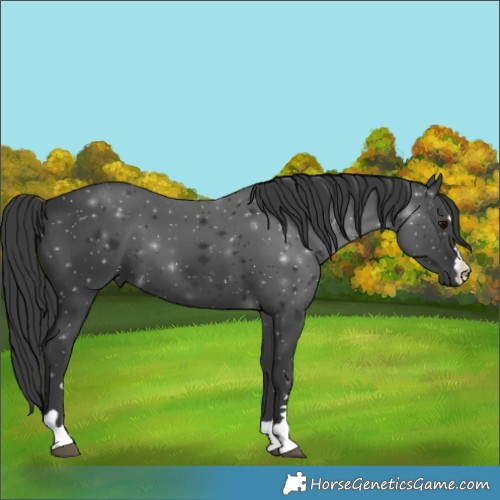 Horse Color:Black 