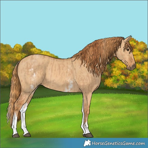 Horse Color:White Spotted Red Dun Rabicano  and White Spotted Red Dun Rabicano 